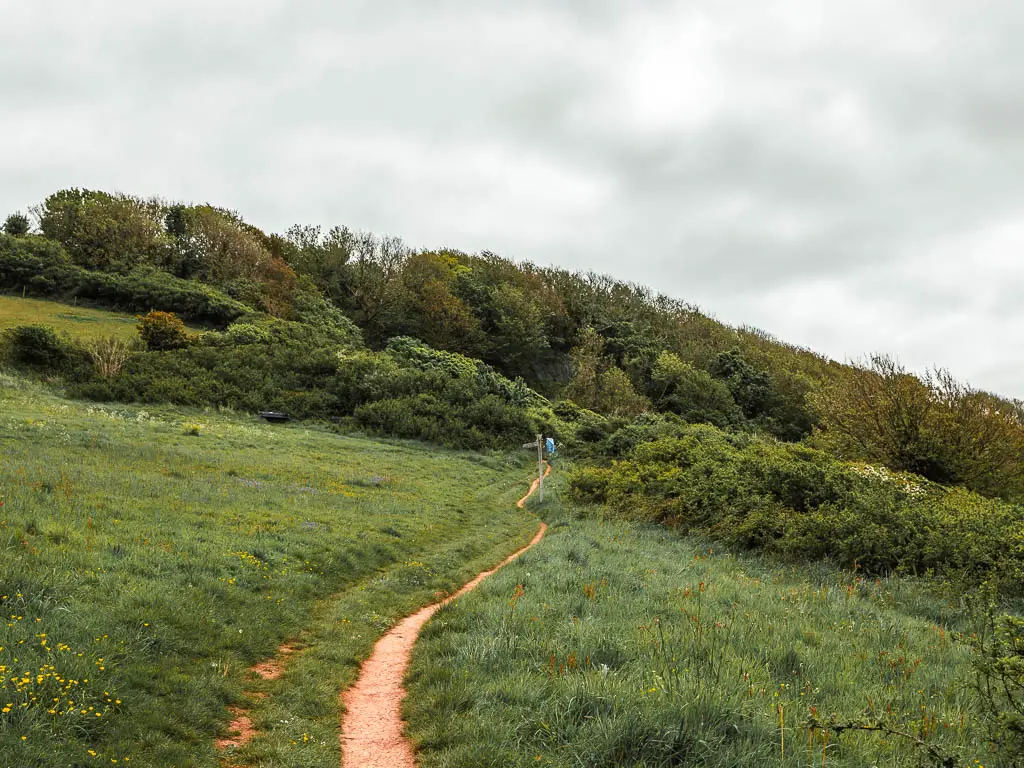 A long narrow dirt trial running through the gras towards the bushes and trees ahead. 