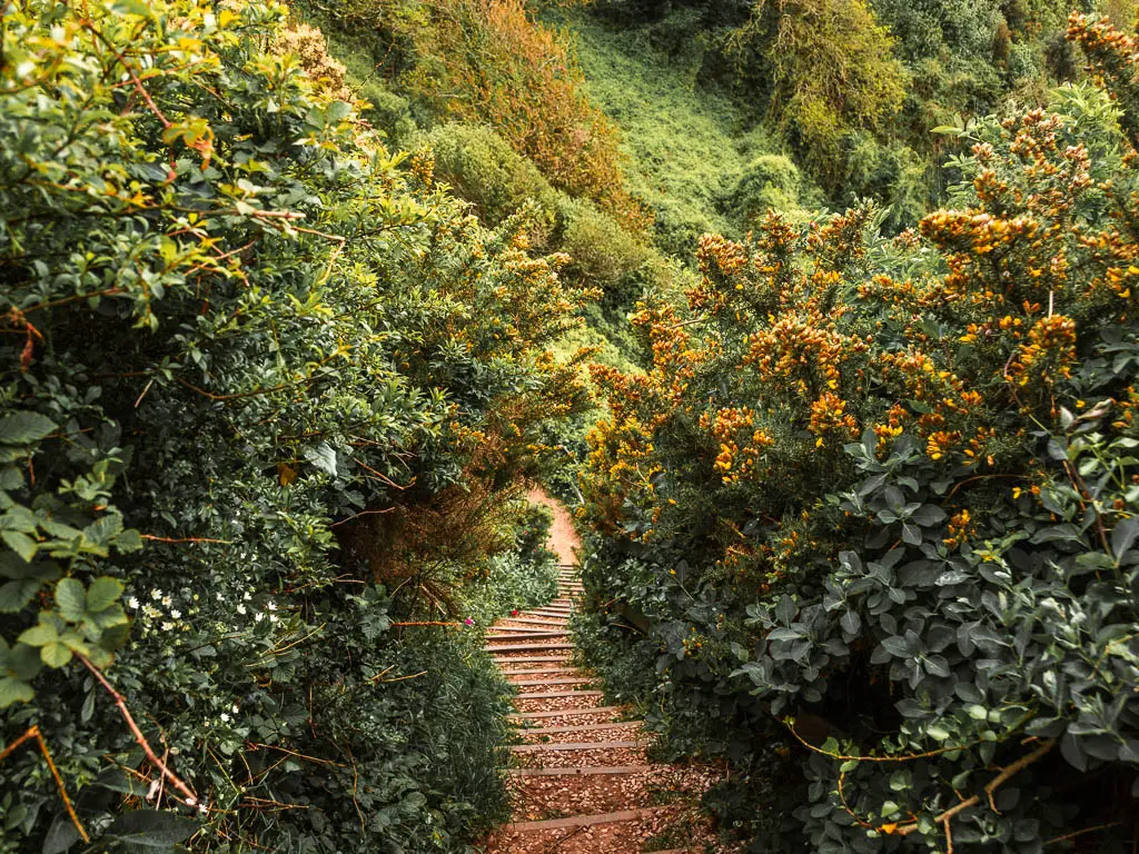 Looking down lots of steps on the coastal walk from Jennycliff to Bovisand. The steps are surroudned by tall bushes.