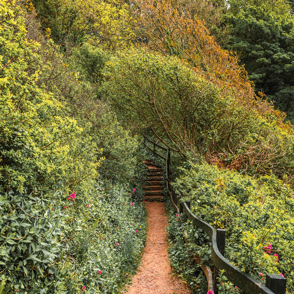 A dirt trail leading to some uphill steps into the woodland.