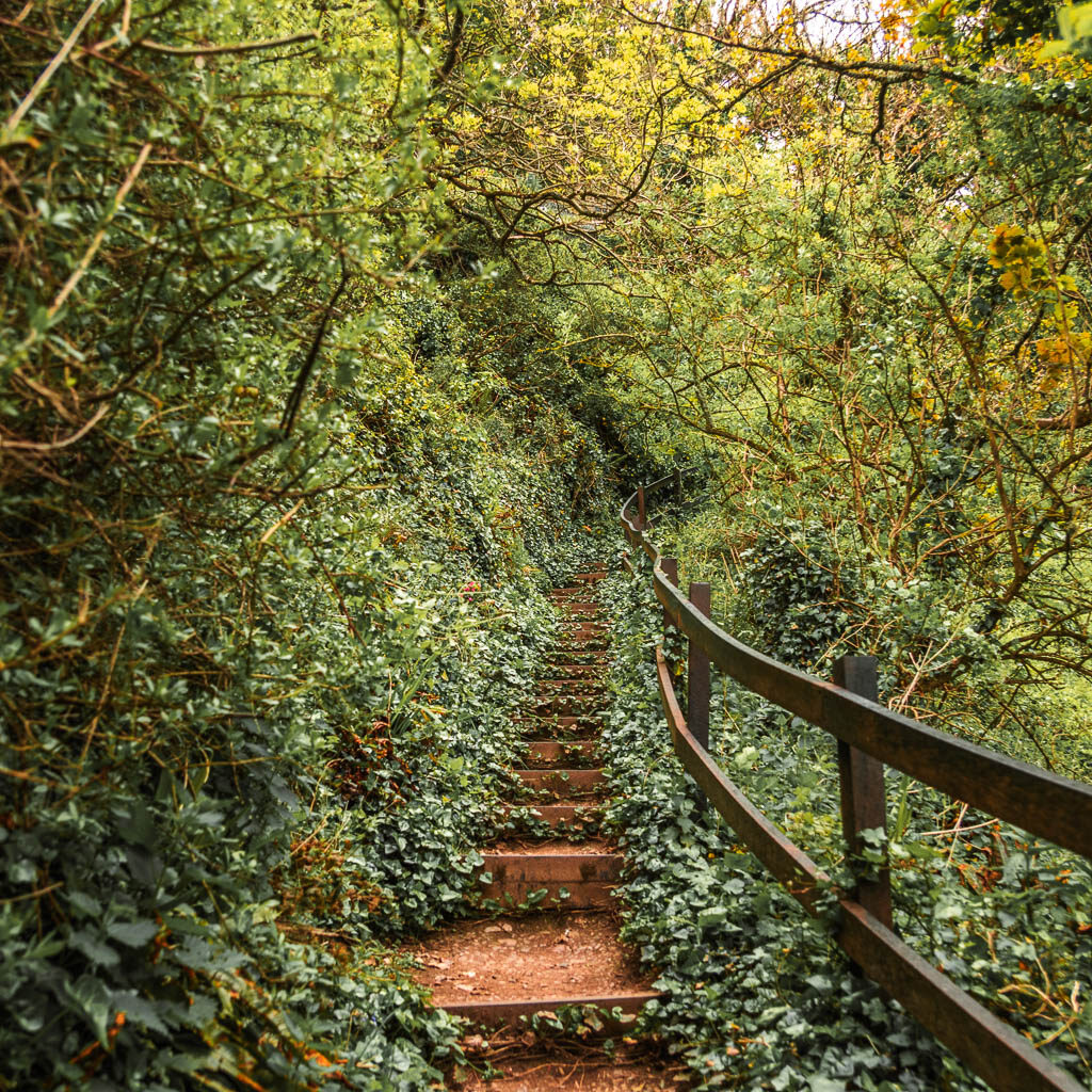 Steps leading uphill, surrounded by bushes and trees and a wooden railing on the right.