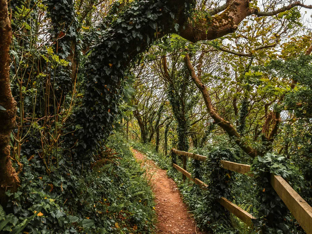 A dirt trail surrounded by over hanging trees on the Jennycliff to Bovisand coastal walk. There is a wooden fence on the right side of the trail.