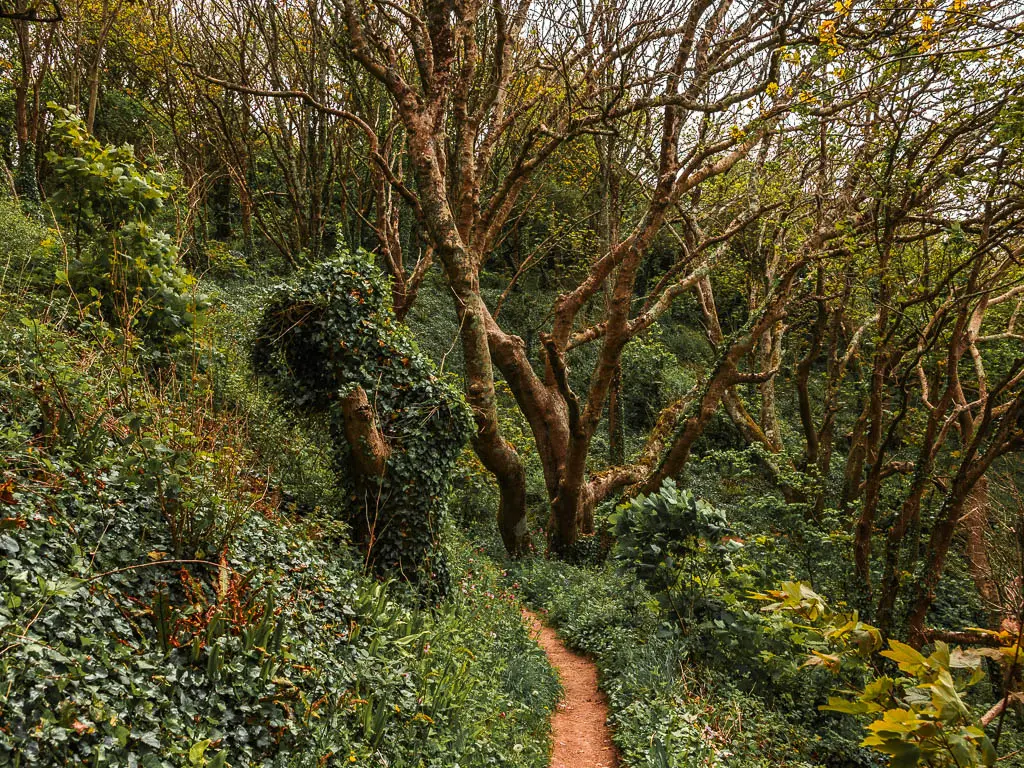 A narrow dirt trail surrounded by bushes, grass and woodland on the walk along Jennycliff to Bovisand. 