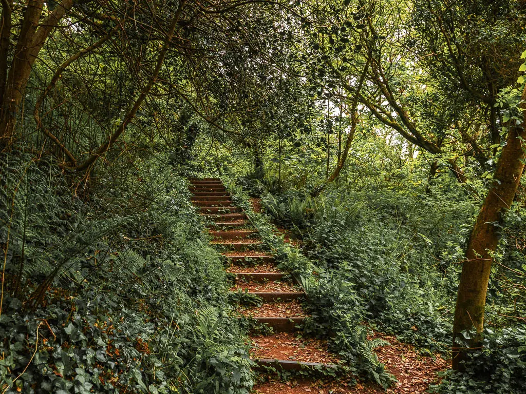 Steps leading uphill through the woodland.