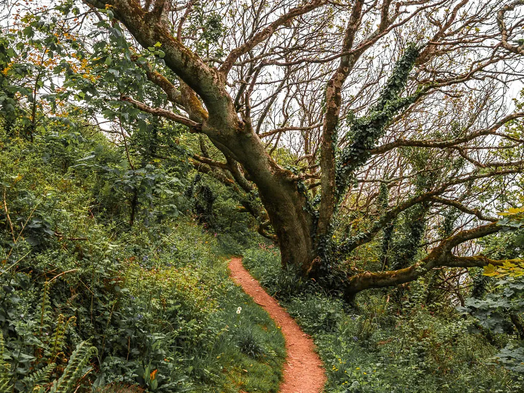 A dirt trail lined with tall grass and a few bushes on the Jennycliff coastal walk. There is an overhanging tree with lots of branches on the right.