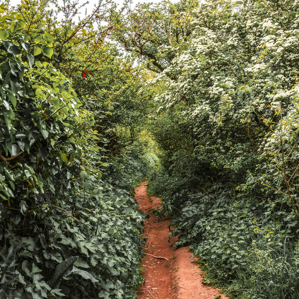 A dirt trail surrounded by tall bushes