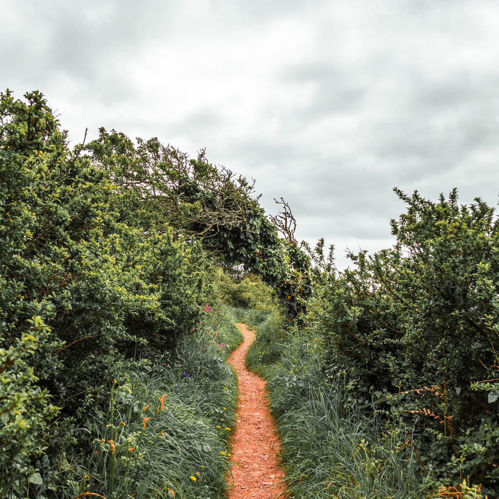 A narrow dirt trail lined with tall grasss and short bushes. 