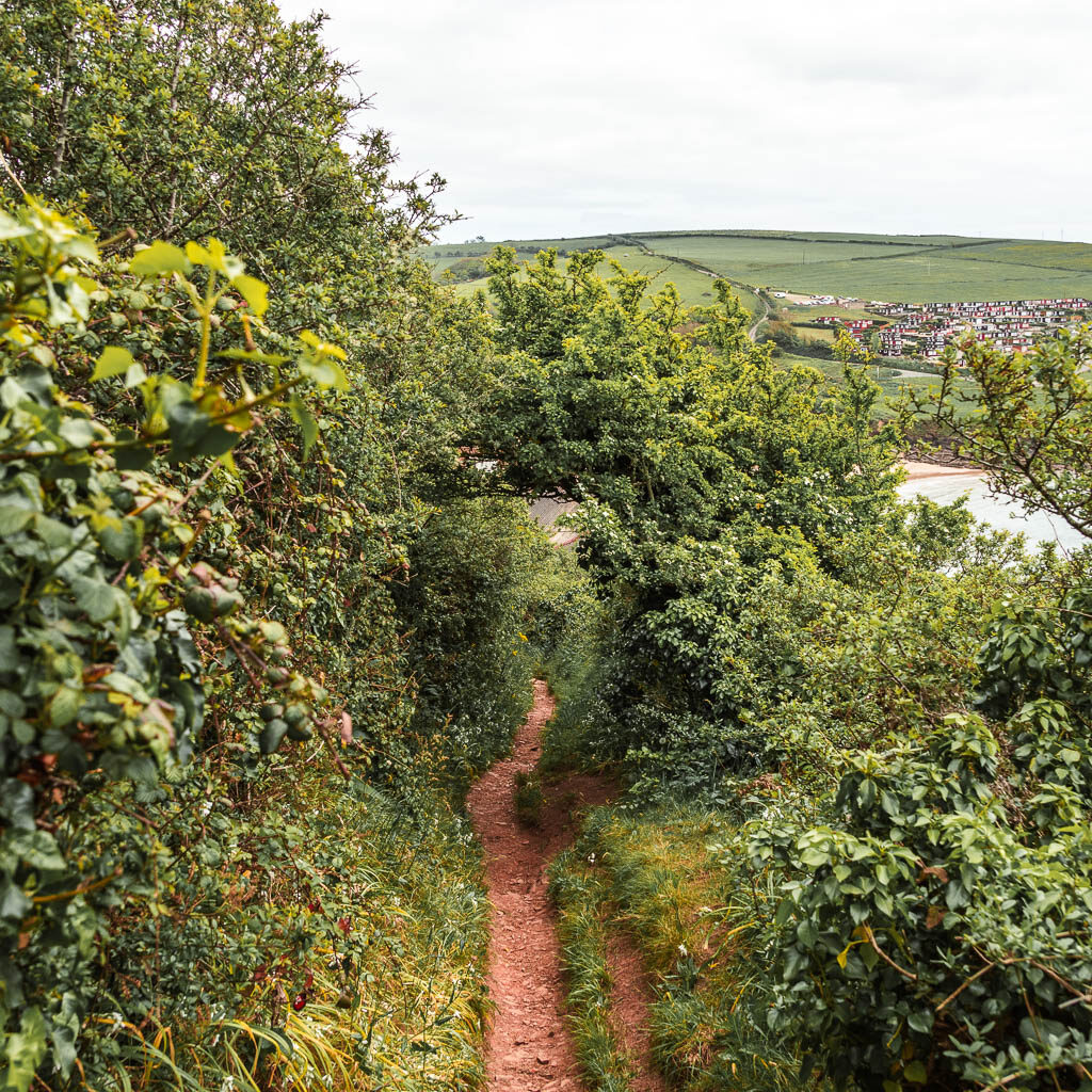 A narrow dirt trail lined with tall bushes.