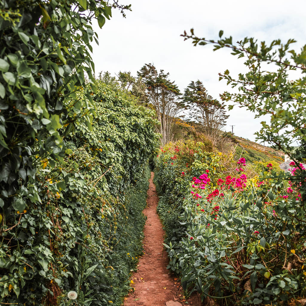 A narrow dirt trial lined with bushes and hedges and some pink flowers. 