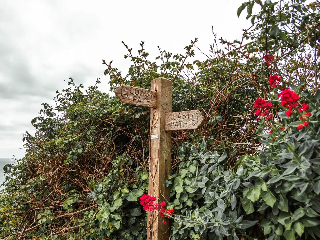 A wooden coast path sign in front of a bush with red flowers, along the Jennycliff to Bovisand coastal walk. 