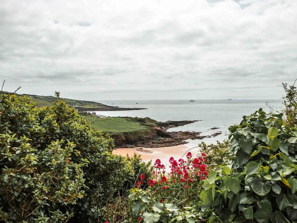 Looking down through the bushes towards the beach cove of Bovisand on the coastal walk from Jennycliff. There are some red flowers in the bushes.