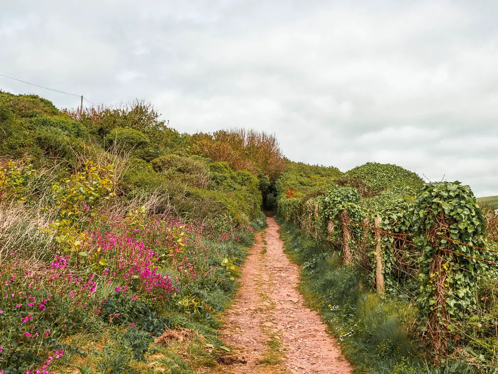 a dirt path lined with tall grass, pink flowers and bushes on the Jennycliff Bovisand coastal walk. 