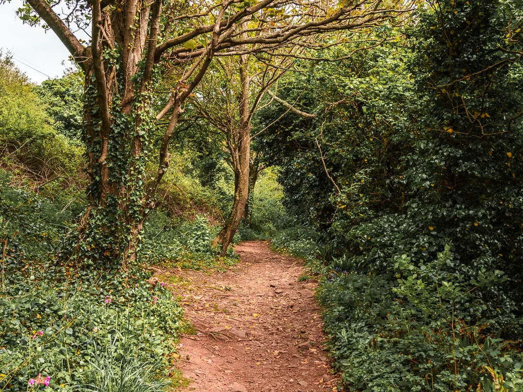 a dirt path with the woodland.