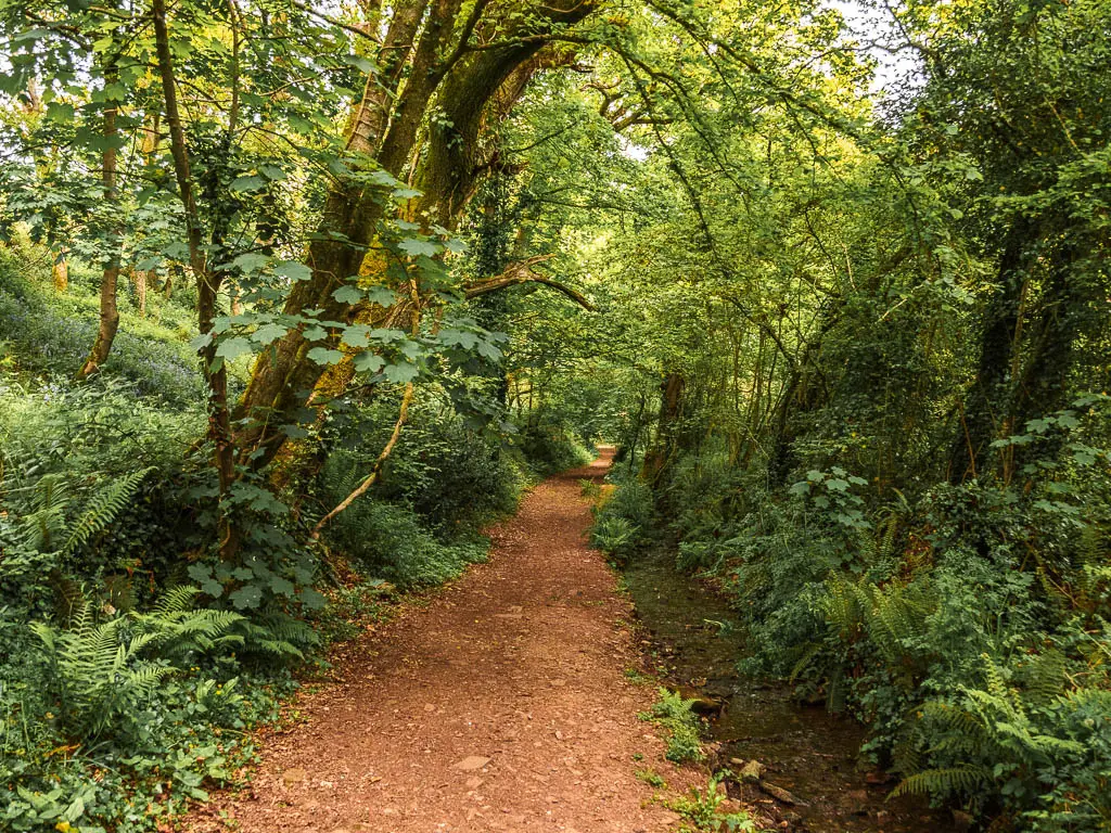 A dirt path within the woodland and with a small steam on the right, on the Jennycliff Bovisand coastal walk.