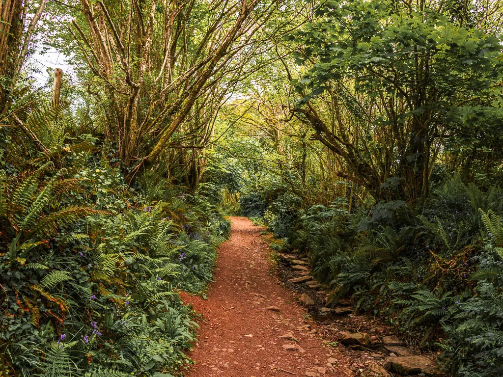 A dirt path lined with bushes, fern and trees.