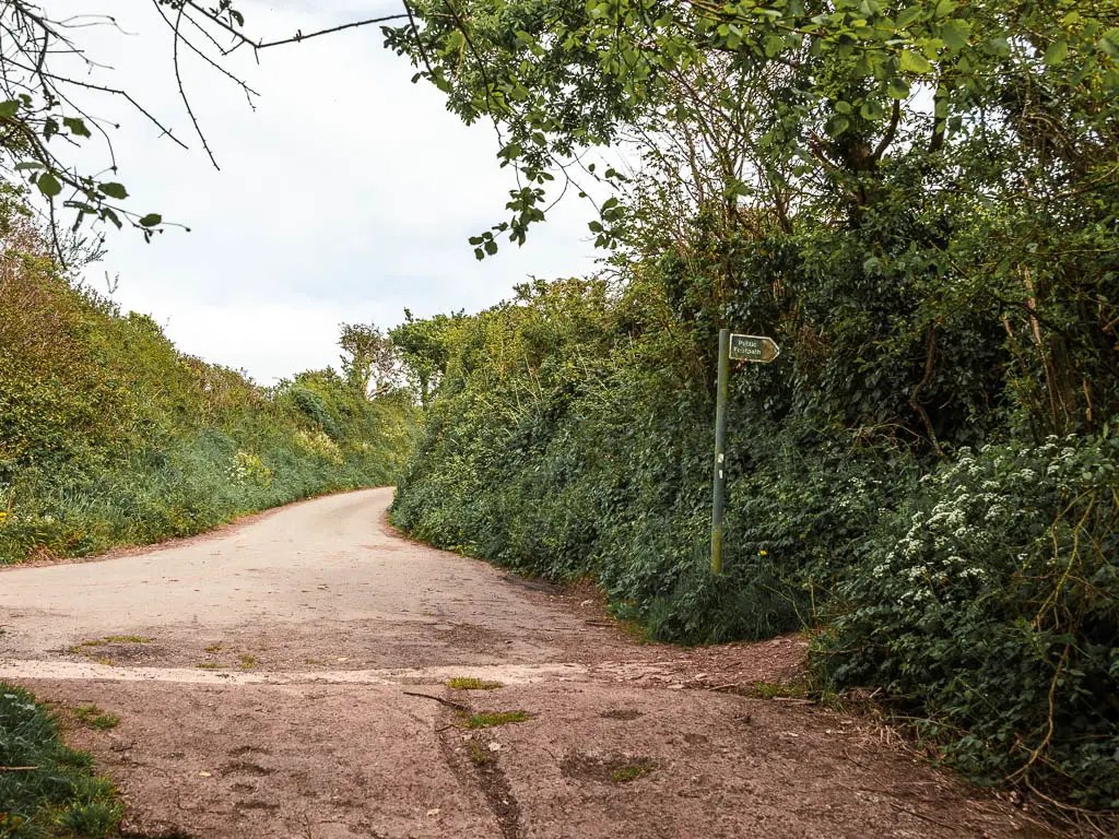 A road lined with tall bushes and hedges. 