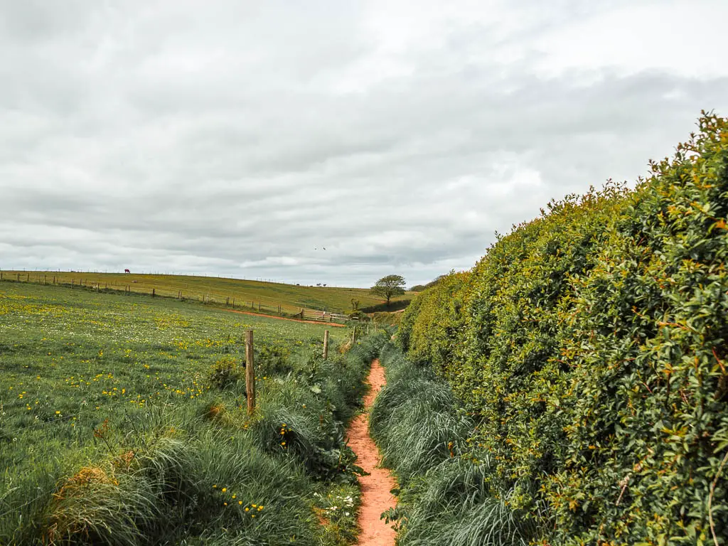 A narrow trail lined with tall grass, and a green grass field to the left and a hedge to the right.