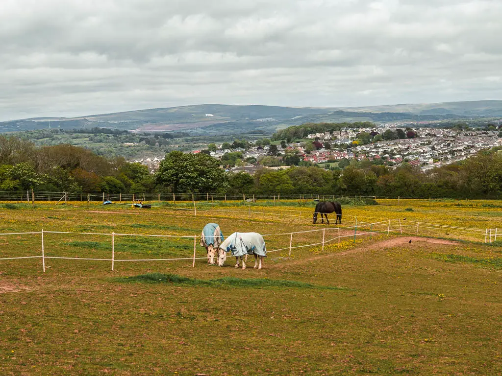 A large field with a few horses grazing.