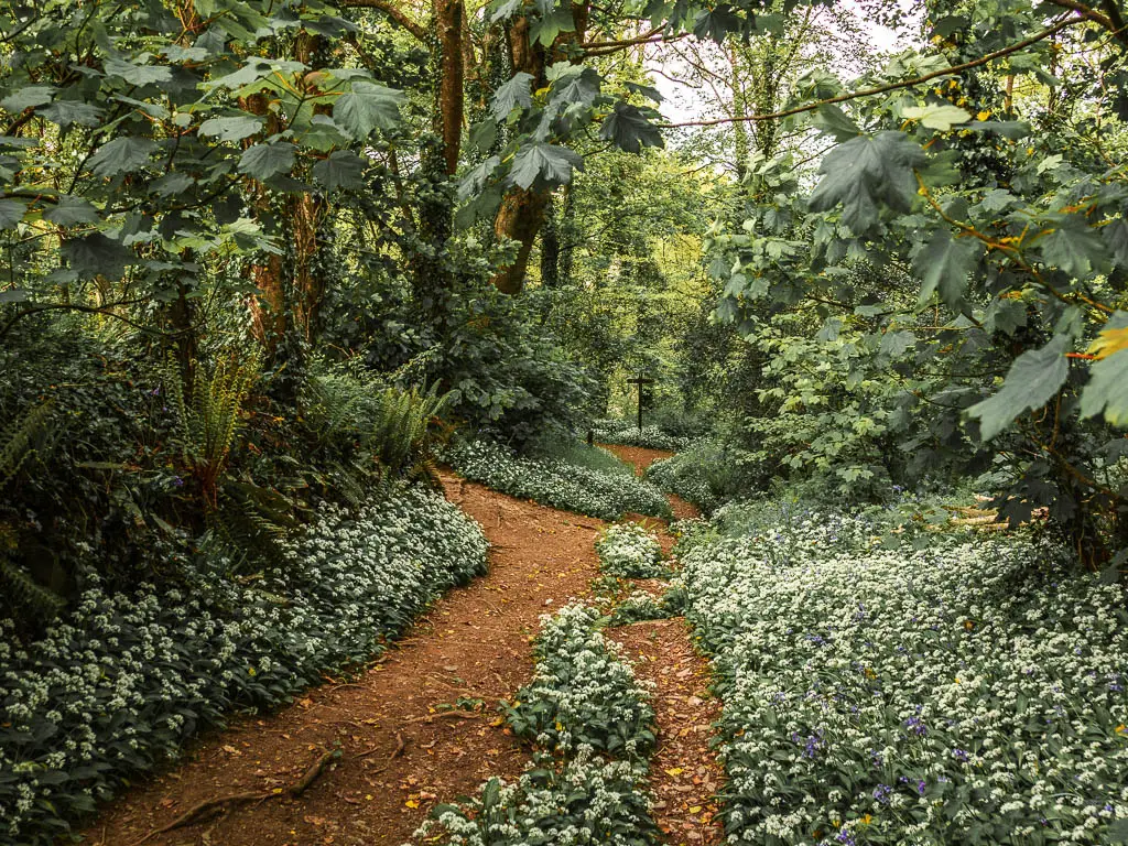 A dirt trail lined with wild garlic, in the woodland, on the Jennycliff to bovisand walk.