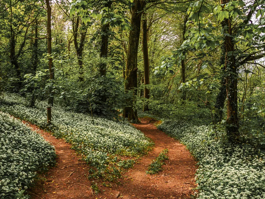 A dirt trail junction split in the woods, with both trails lined with lots of wild garlic on the coastal, circular Jennycliff Bovisand walk.