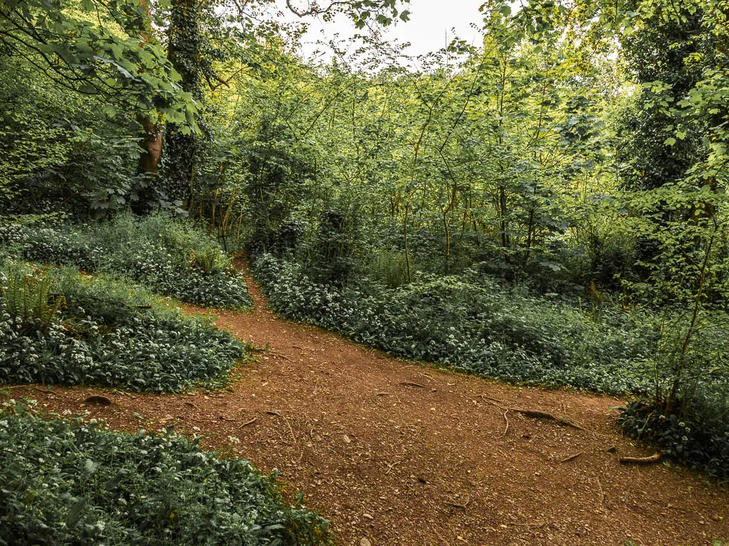 A large opening in the woods with multiple trails leading off it.