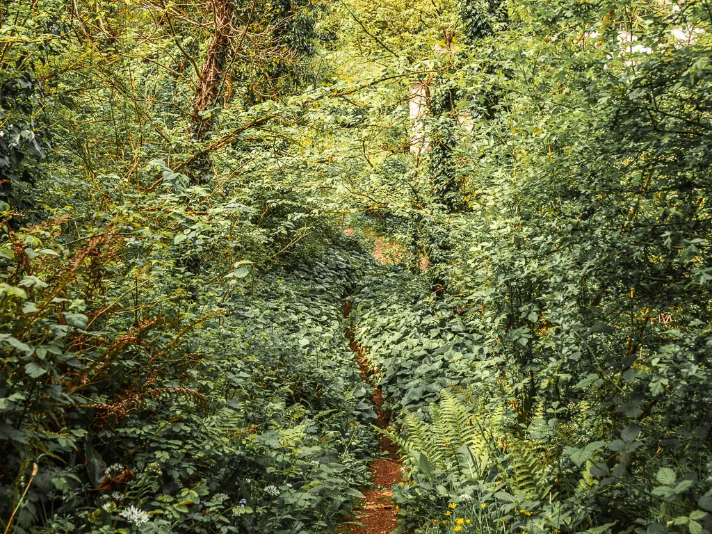 a narrow trail almost hidden by the overgrown bushes.