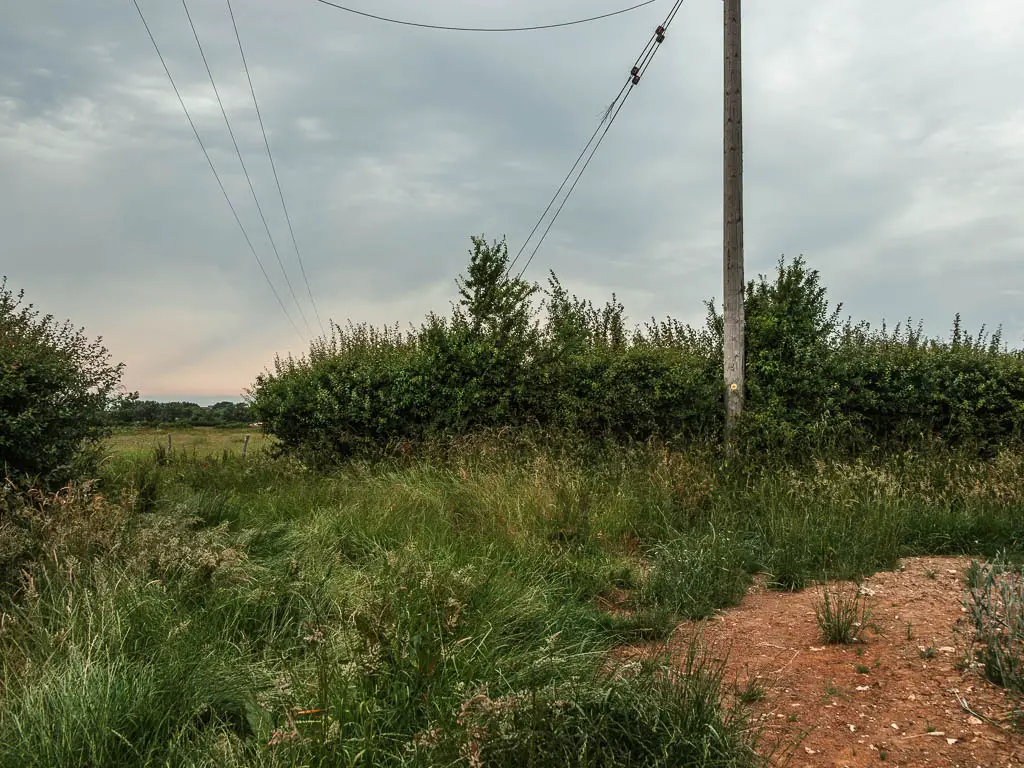 A gap in the hedge to the left, with lots of tall grass. 