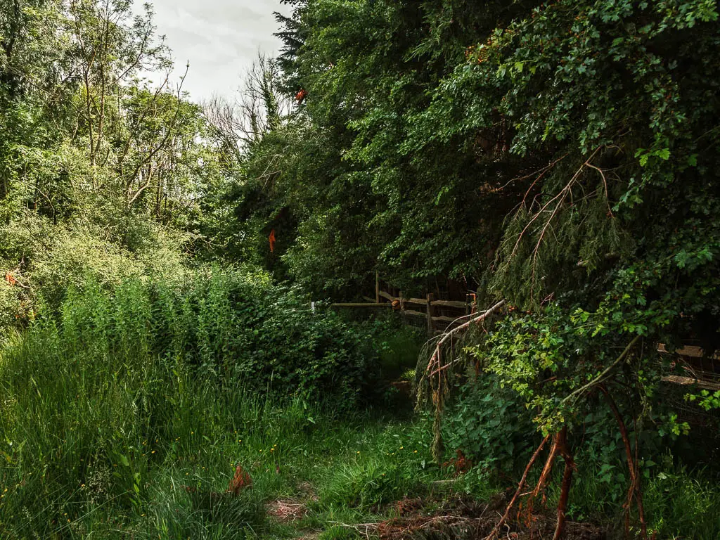 A mass of bushes and trees, with a wooden fence on the right.