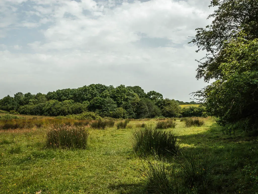 A grass field with tufts of long grass and a mass of trees on the other side. 