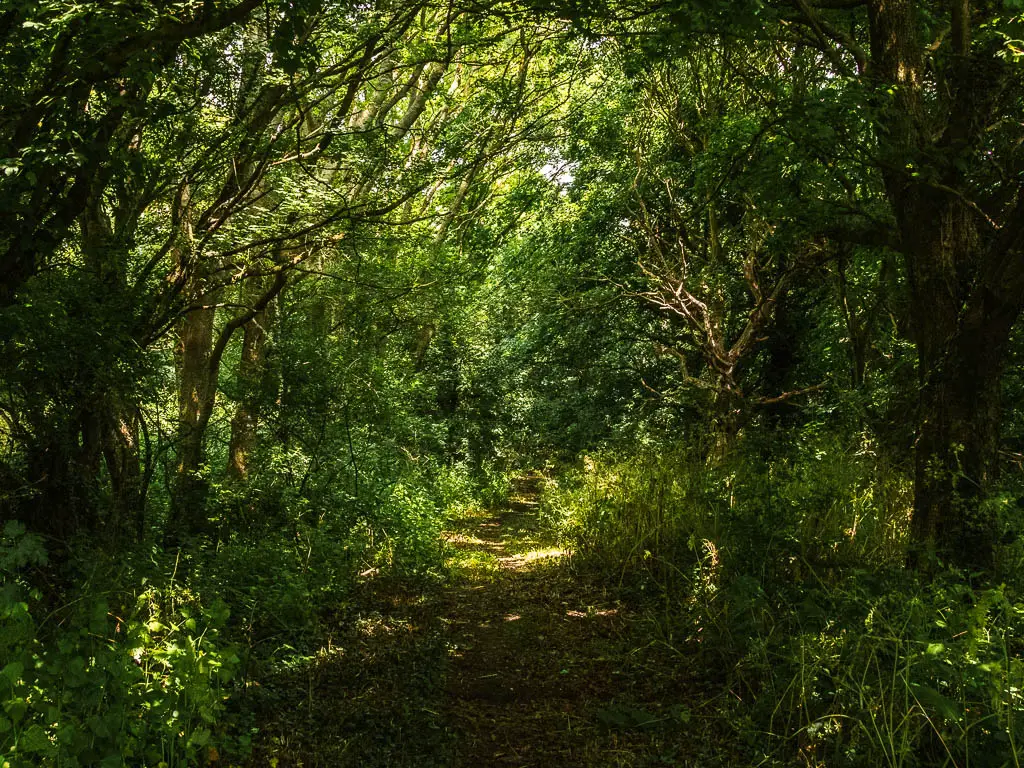 A dirt trail under dark woods.