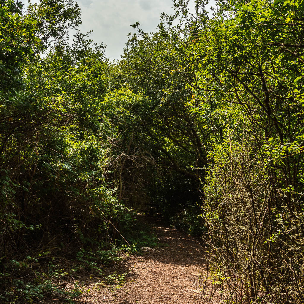 A dirt path leading into trees.