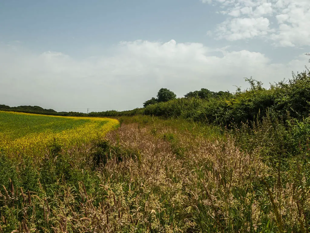 A neat crop field on the left with a mass of overgrowth on the path ahead on the walk to the Long Man of Wilmington. You can't see the path below the overgrowth. 