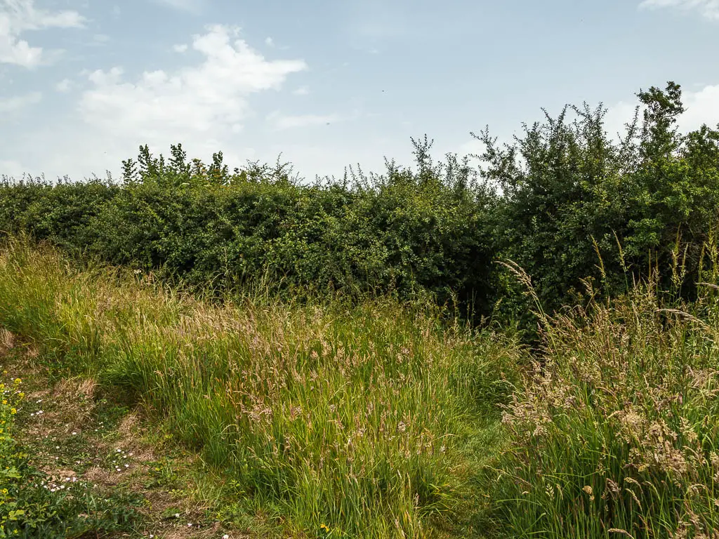 A small grass trail through the overgrowth to the right, through the hedge. 