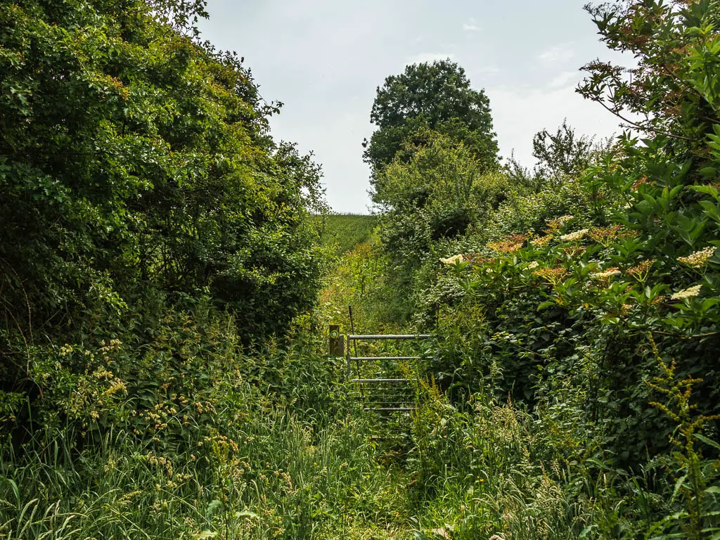 A metal gate nestled within the overgrowth. 