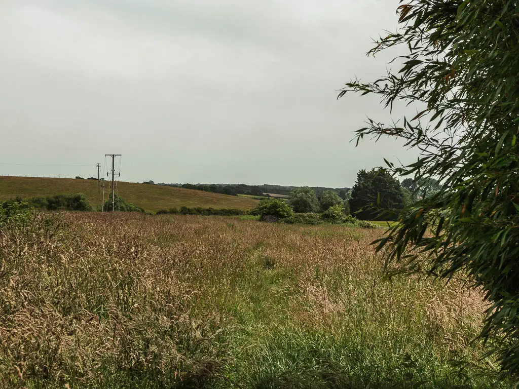 A large field with tall grass and corn, and a hill in the distance. There are telephone pylons ahead to the left. 