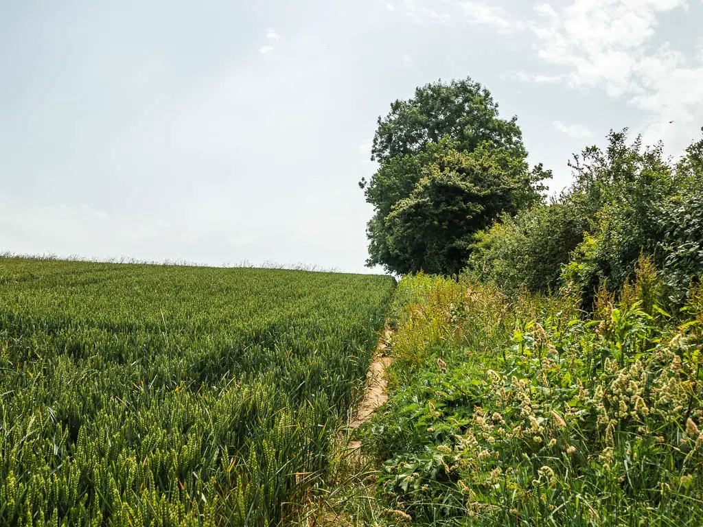 A small trail with a crop field on the left and bushes to the right.