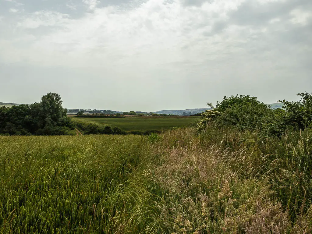 A mass of overgrowth ahead.