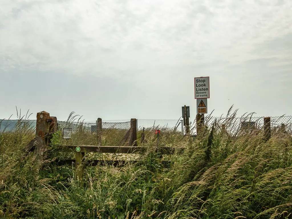 Lots of tall grass and corn obscuring the wooden and metal fence leading to the railway track.