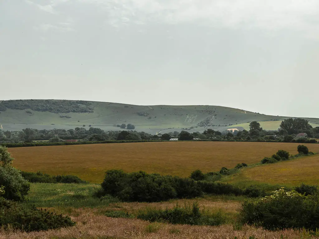 Looking down across the field, towards a big hill with the Long Man of Wilmington ahead, on the circular walk in the South Downs. 