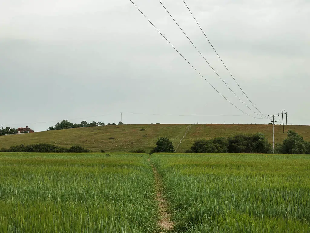 A narrow trail though the crop fields, leading towards a hill ahead.