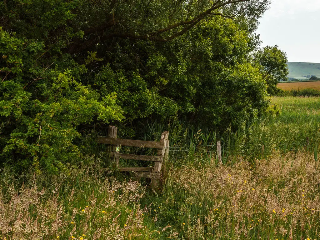 A wooden fence in front of a bug bush tree, surround by overgrowth. 