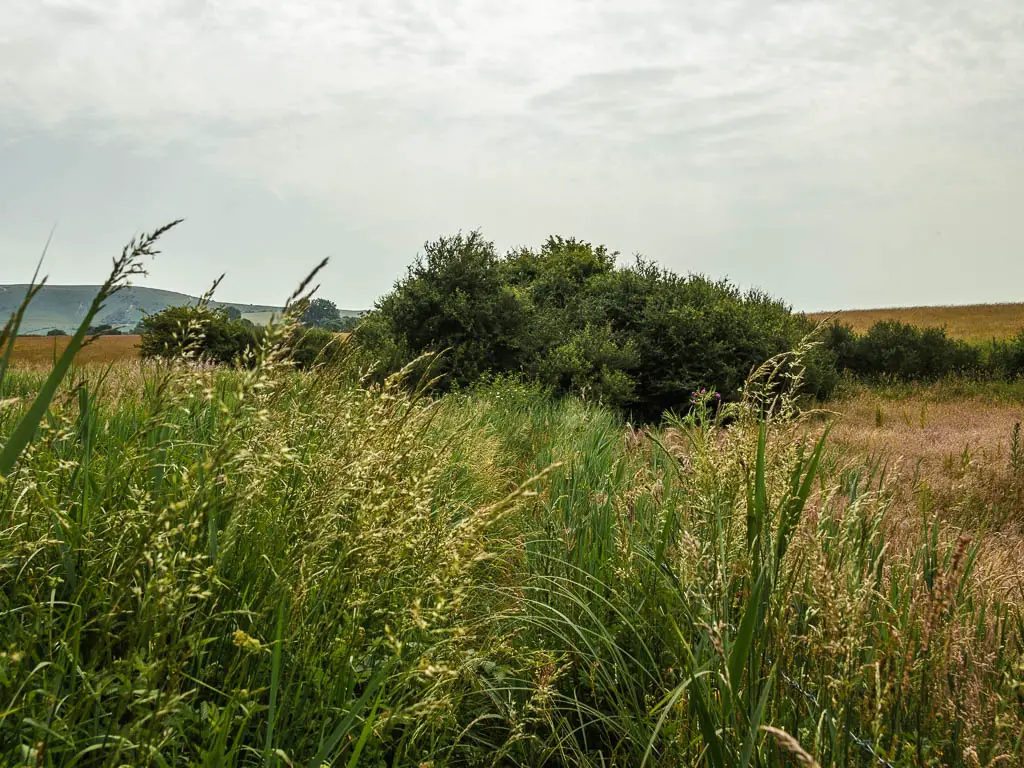 Looking through the tall overgrowth on the walk to the Long Man of Wilmington.