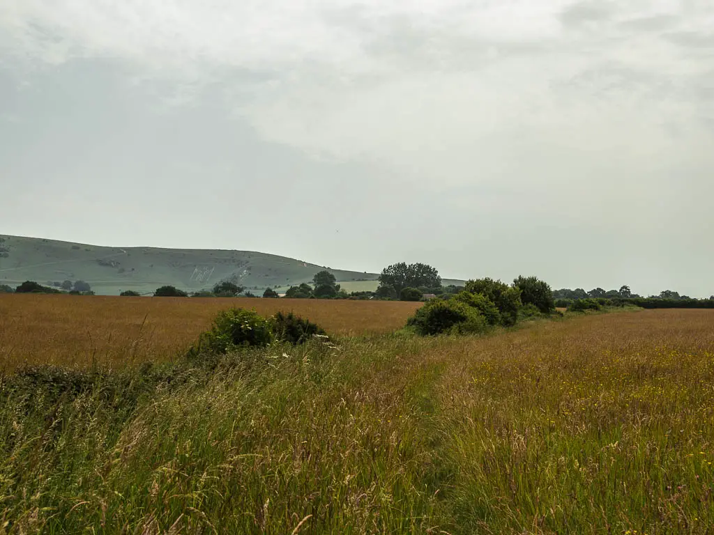 Looking across the tall grass field with a view in the distance to the Long Man of Wilmington on the side of the hill.