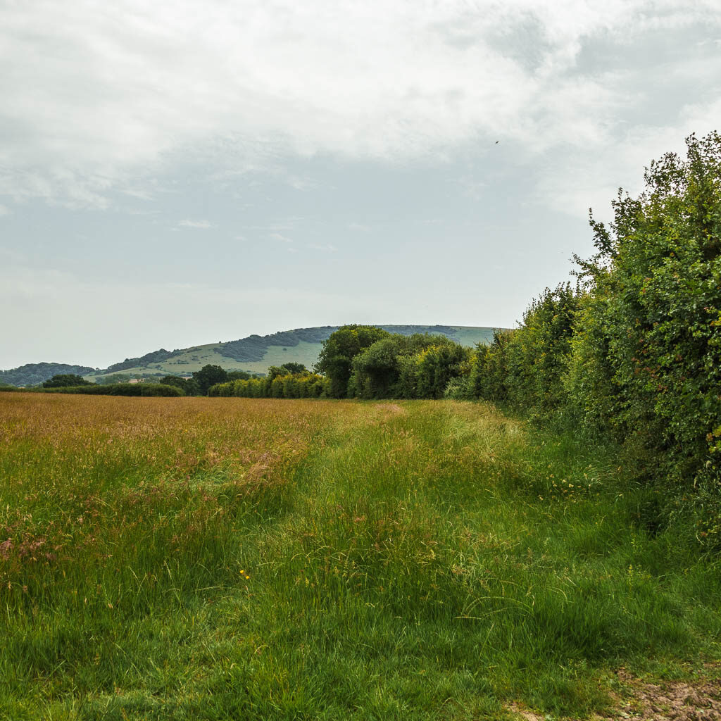 A tall grass field, with the faint marking of a trail running through it. 