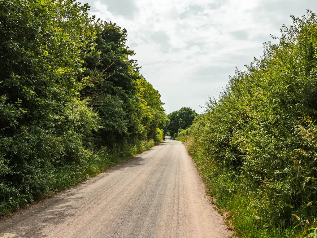 A long road lined with tall hedges and bushes. 