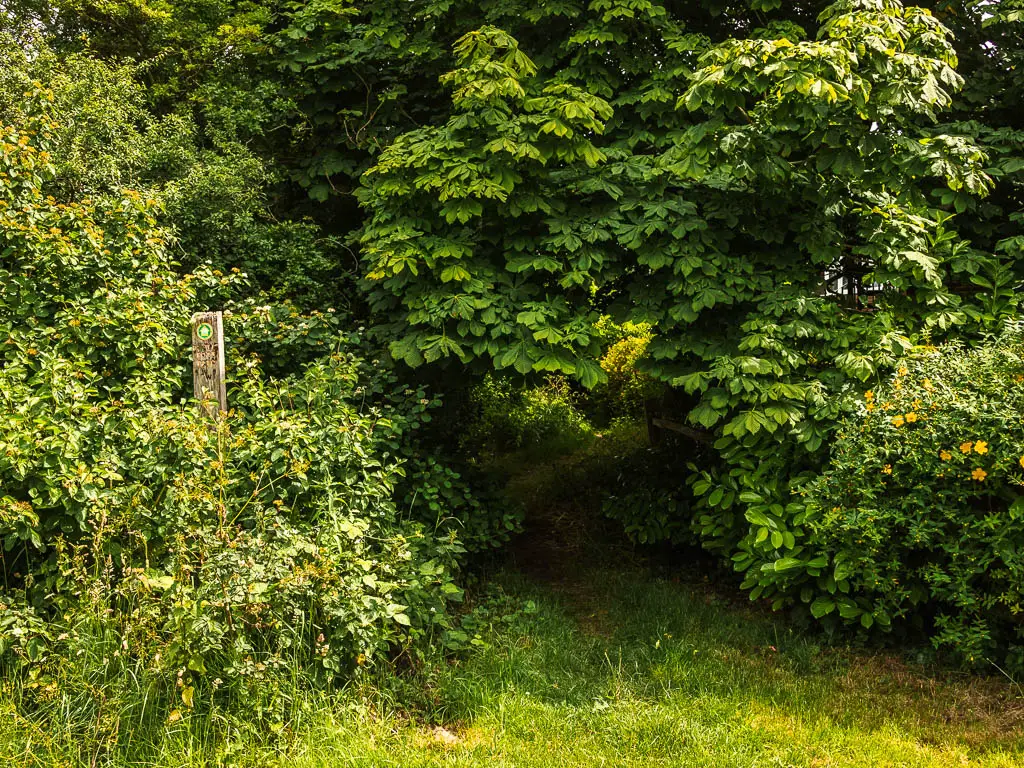 A small gap in the bushes, leading to the trail. There is a partially hidden wooden trail signpost in the bushes on the left. 