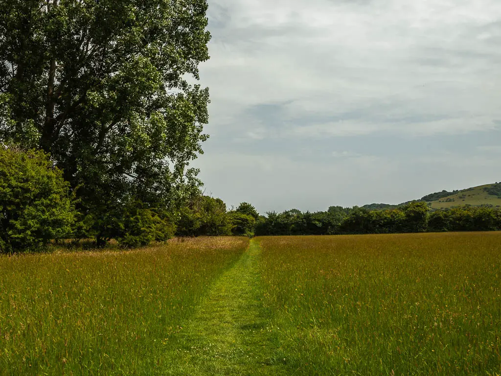 A grass trail running through the taller grass, towards bushes and trees on the other side. 