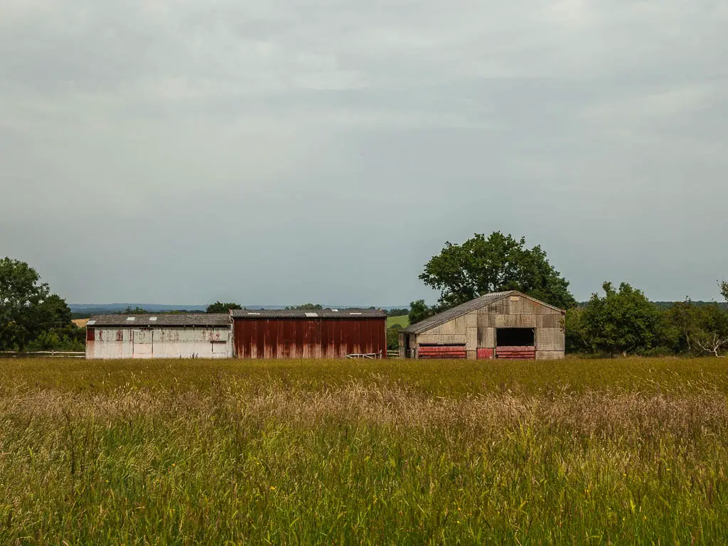 Farm sheds on the other side of the tall grass and corn. The sheds are a mix of red, light brown and dirty white. 