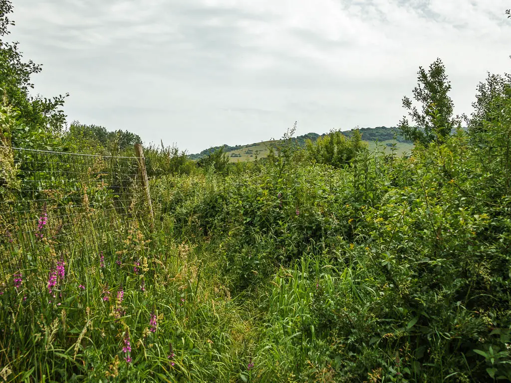 A mass of overgrowth with a metal fence on the left. 