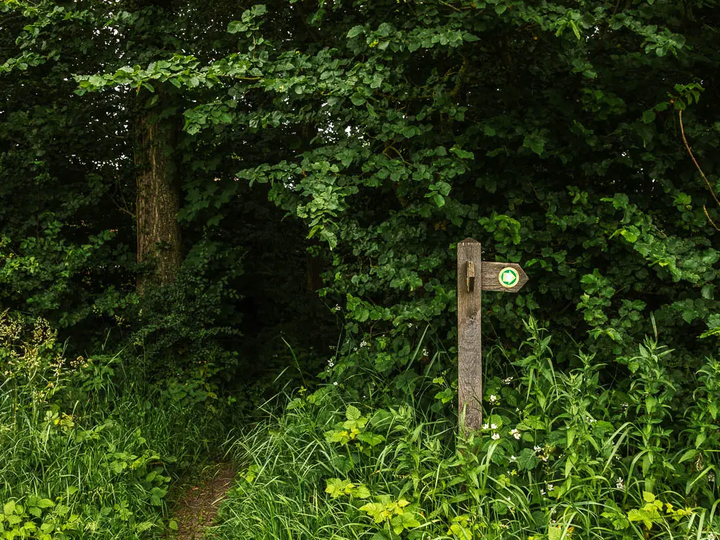 A wooden trail signpost nestled in the bushes, pointing right and back. There is a trail going straight ahead to the left off it, and through the bushes. 