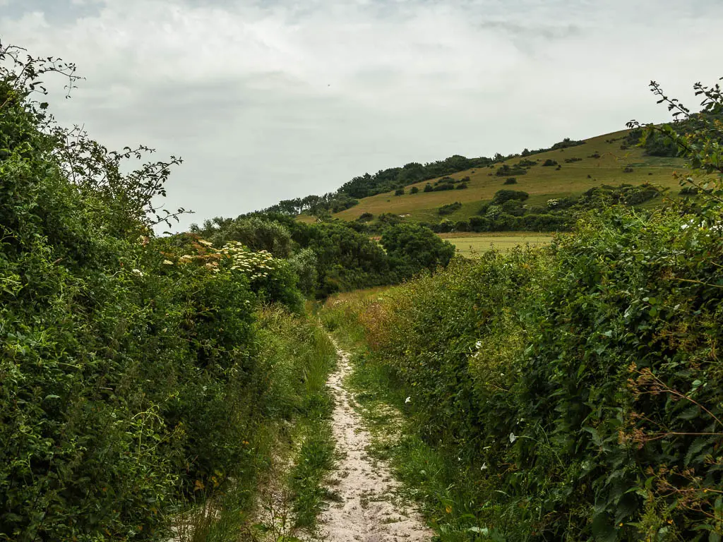 A narrow, rugged chalk trail leading through the bushes on the walk to the  Long Man of Wilmington. There is a hill with bushes dotted about ahead. 